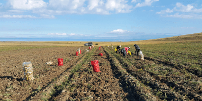 Farmworkers working in field crops
