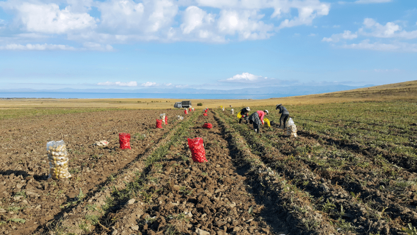 Farmworkers working in field crops
