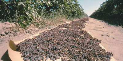 Raisins