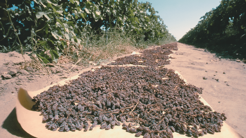 Raisins